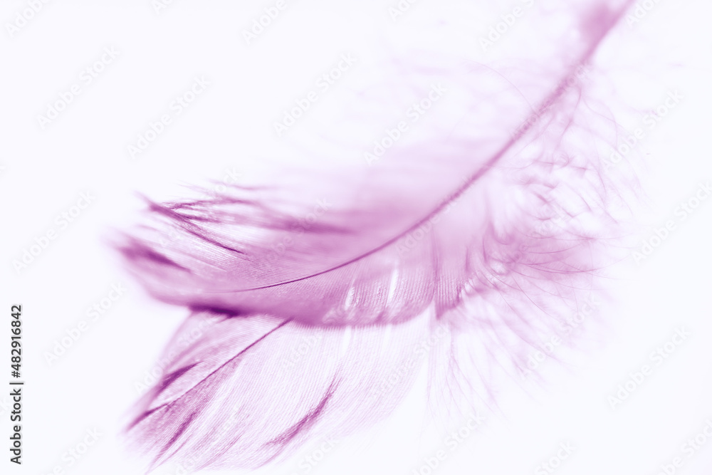 Purple bird feather on the mirror table. Art card Purple bird feather on the mirror table. Art card