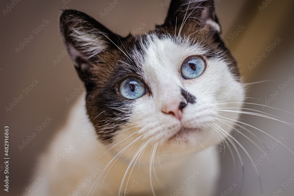 Sao Paulo, SP, Brazil - January 24 2020: White cat with black details, muzzle and blue eyes details Sao Paulo, SP, Brazil - January 24 2020: White cat with black details, muzzle and blue eyes details