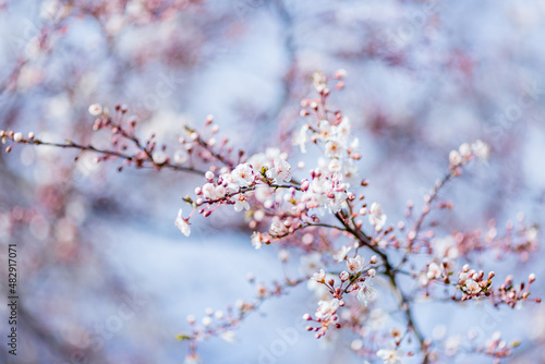 Flowering tree branches in spring