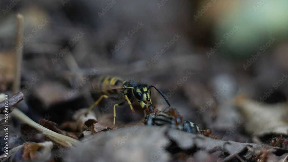 macro bee eating ants macro bee eating ants