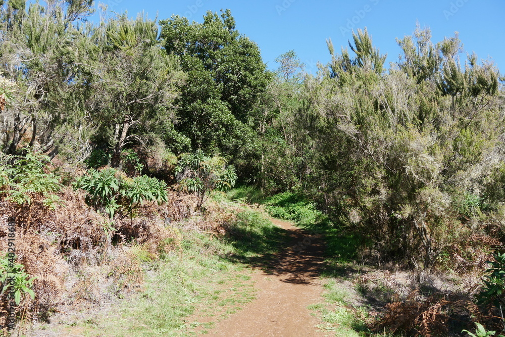 Fototapeta premium Wanderweg Lorbeerwald Gran Canaria