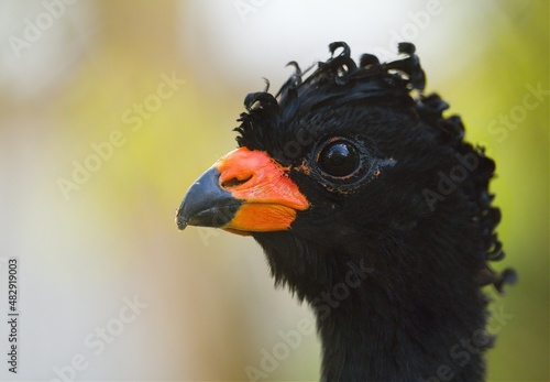 Wattled curassow closeup. Stange curly black bird with the red beak. (Crax globulosa.) photo