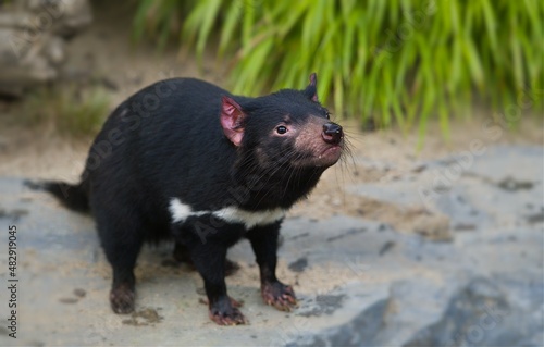 Young tasmanian devil called the 