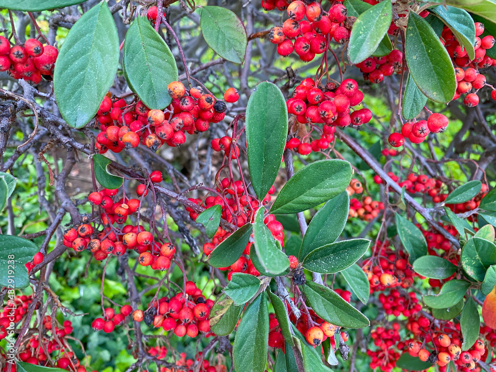 Close up of red lingonberry cranberries growing in forest 