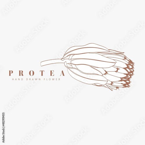Protea Flower Signs or Logo Templates. Retro Floral Illustration with Classy Typography. Feminine Logo. Modern Logo Template for florist, photographer, fashion blogger, design studio.