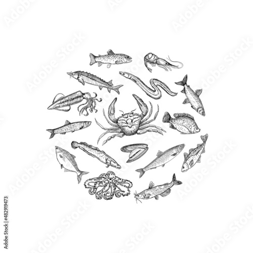 Seafood graphic circle symbol with assorted fish
