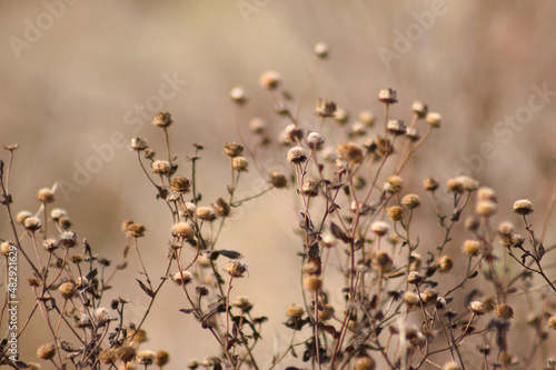 Mexican fleabane seeds closeup view with selective focus on foreground