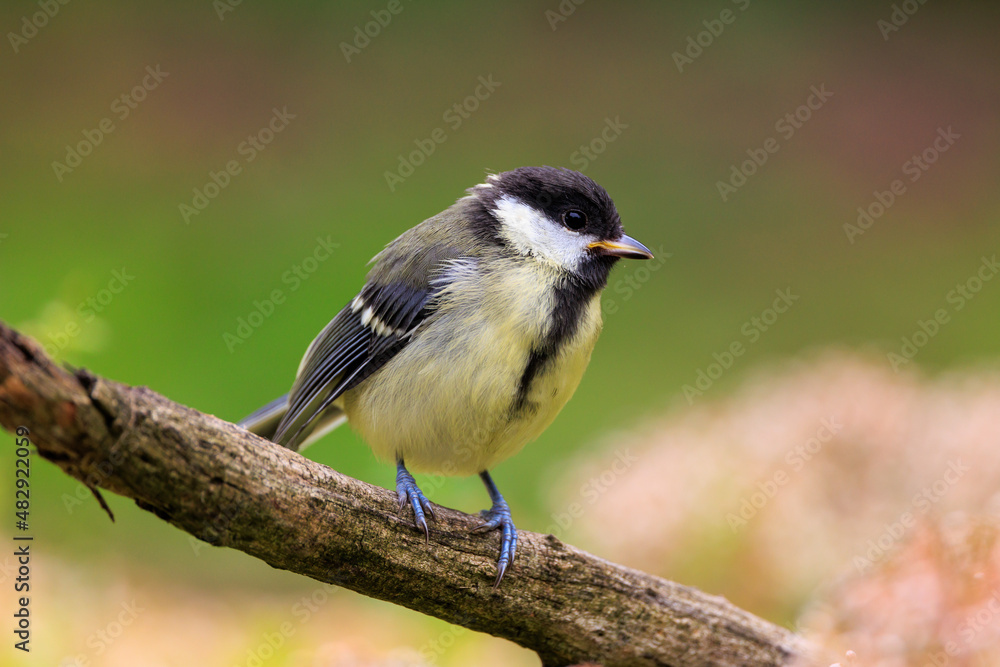 Obraz premium Great tit facing camera sitting on a tree branch