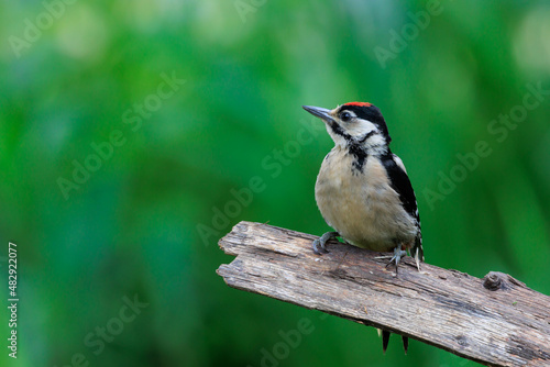 Tree Branch with Great Spotted Woodpecker