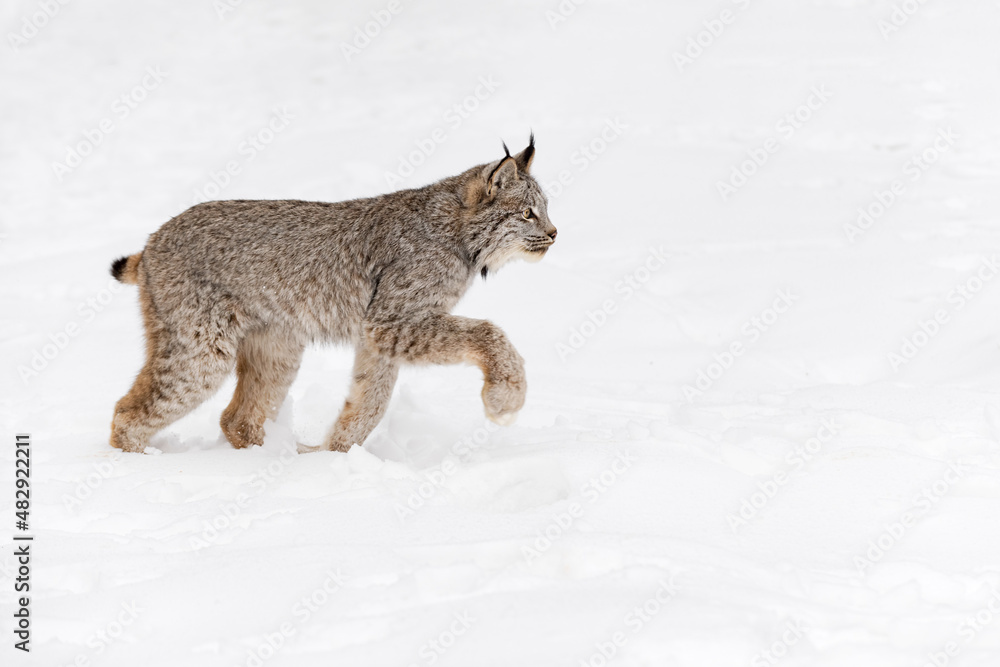 Canadian Lynx (Lynx canadensis) Steps Right One Paw Up Winter Canadian Lynx (Lynx canadensis) Steps Right One Paw Up Winter