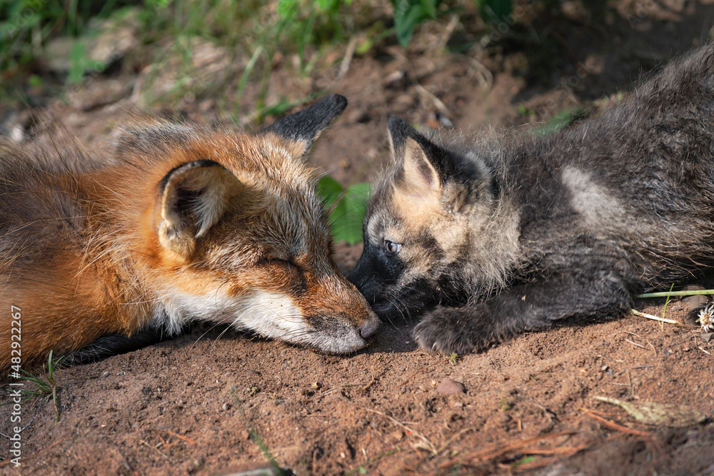 Red Fox (Vulpes vulpes) Kit Touches Nose of Sleeping Adult Summer Red Fox (Vulpes vulpes) Kit Touches Nose of Sleeping Adult Summer