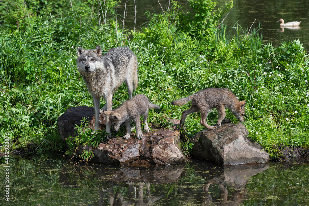Naklejka premium Grey Wolf (Canis lupus) Looks Up Pups Look Down at Edge of Island Summer