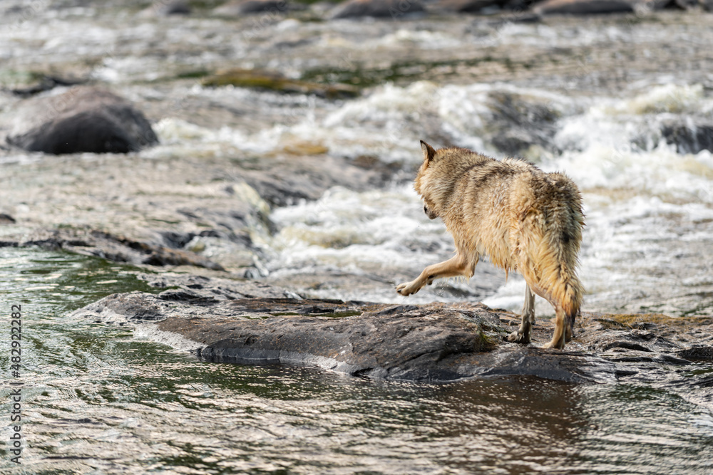 Fototapeta premium Grey Wolf (Canis lupus) Steps Out Into River Rapids Summer