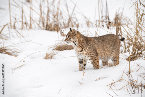 Bobcat  Lynx rufus  Stands in Snow Looking Left Winter