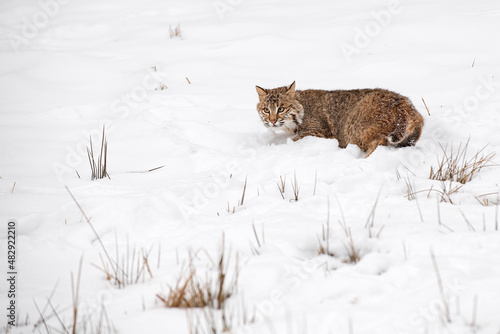 Bobcat  Lynx rufus  Stops Mid Turn in Snow Winter