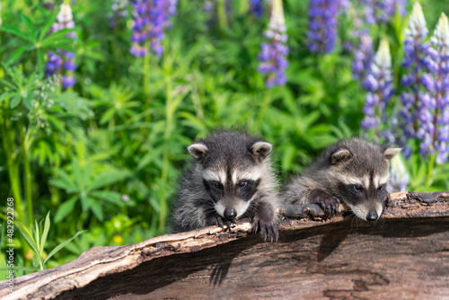 Raccoons (Procyon lotor) Reach of Top of Log Lupin Behind Summer