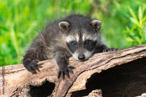 Raccoon (Procyon lotor) Clings to Log Summer © geoffkuchera