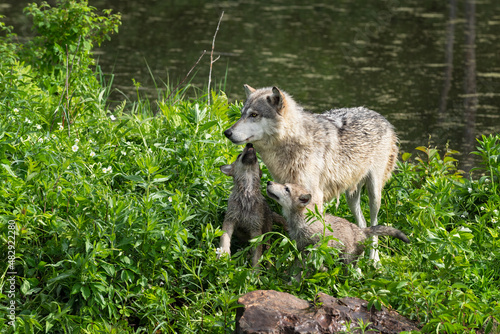 Grey Wolf  Canis lupus  Pups Stretches Up to Licks at Adult Summer