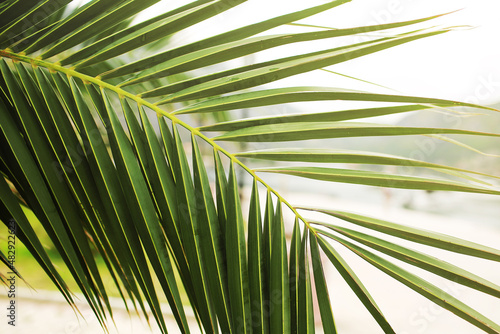 Green palm leaf. Tropical island jungle abstract photo. Sunny day in exotic place. Tourist hotel or resort banner template. Fluffy leaf of coconut palm tree. Tropical paradise