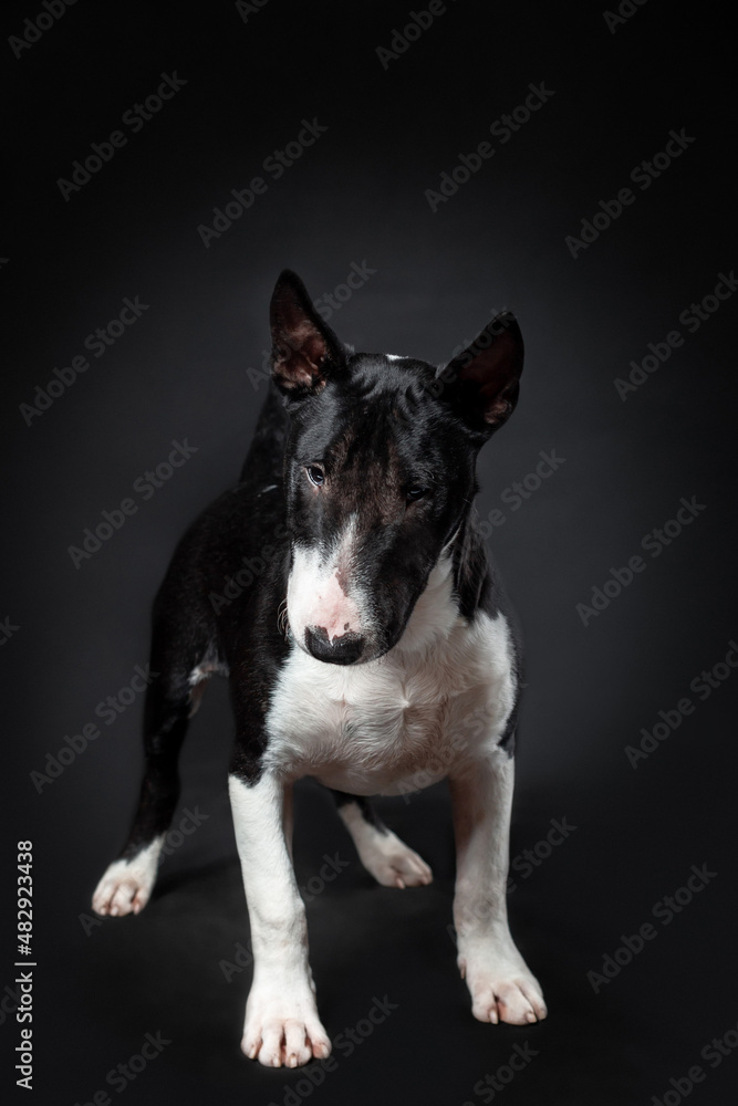 Portrait of male dog of miniature bull terrier breed of black and white color standing isolated on black background. Front view