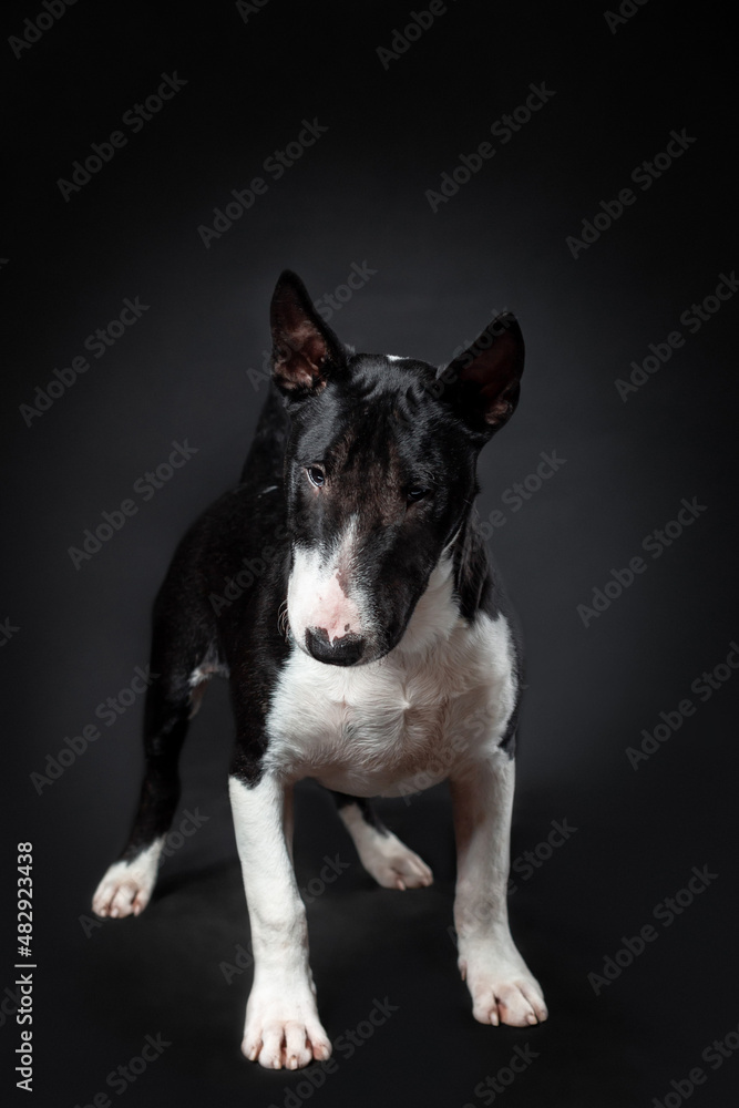 Portrait of male dog of miniature bull terrier breed of black and white color standing isolated on black background. Front view Portrait of male dog of miniature bull terrier breed of black and white color standing isolated on black background. Front view