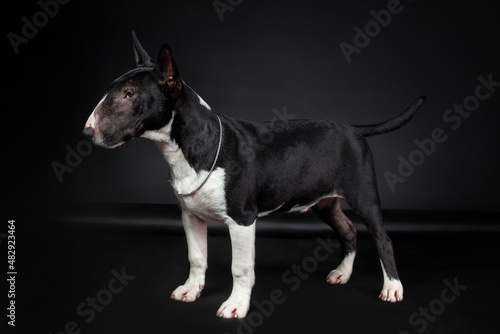 Male purebred dog of miniature bull terrier breed of black and white color standing isolated on black background