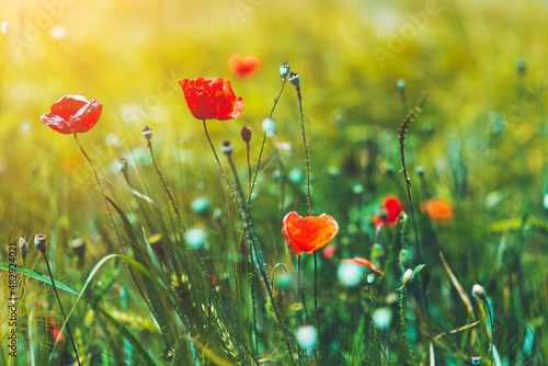 Beautiful red poppy flowers in the field, details background