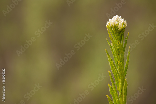 Close-up of white California Cudweed wild flowers