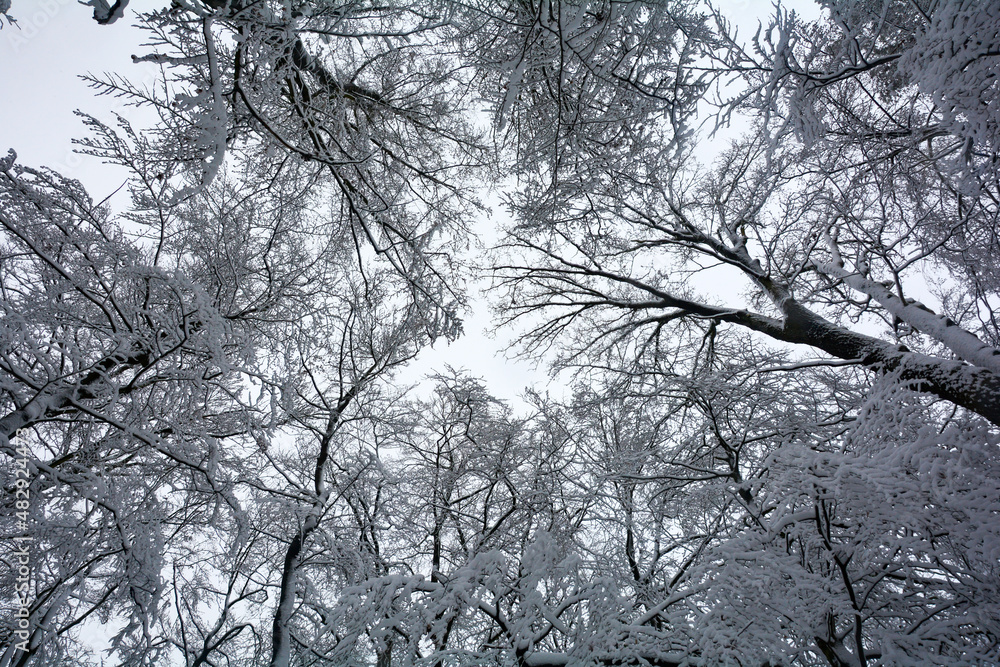 Looking up at snow covered tall  treetops
