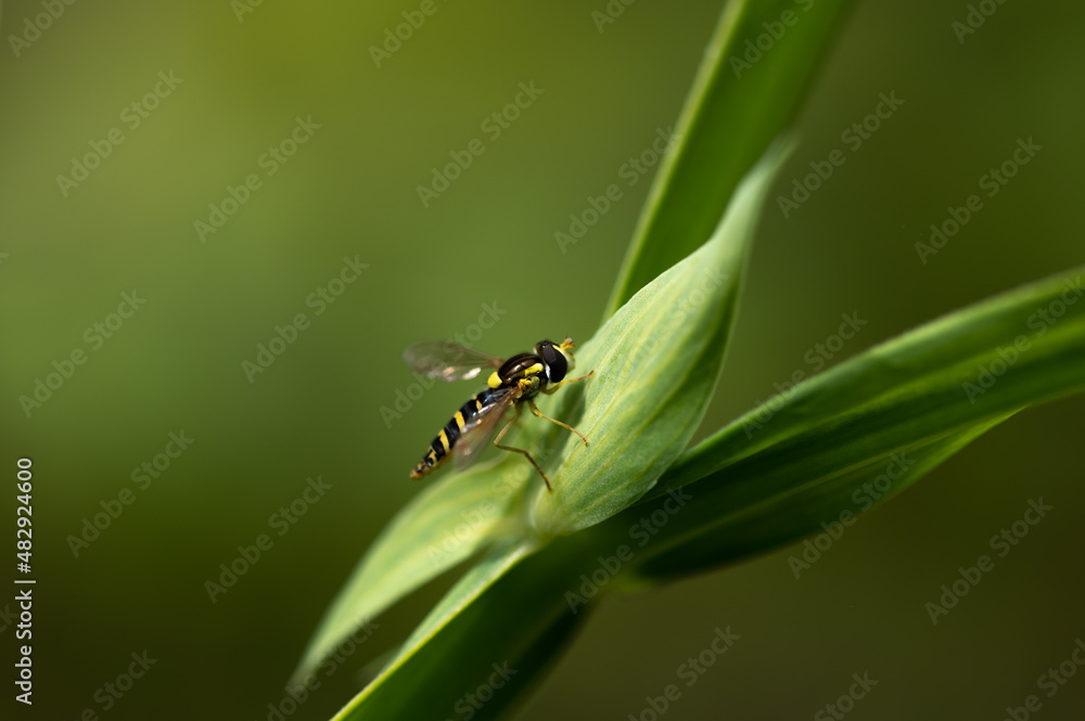 Sphaerophoria scripta-Long hoverfly-Syrphe porte-plume Sphaerophoria scripta-Long hoverfly-Syrphe porte-plume