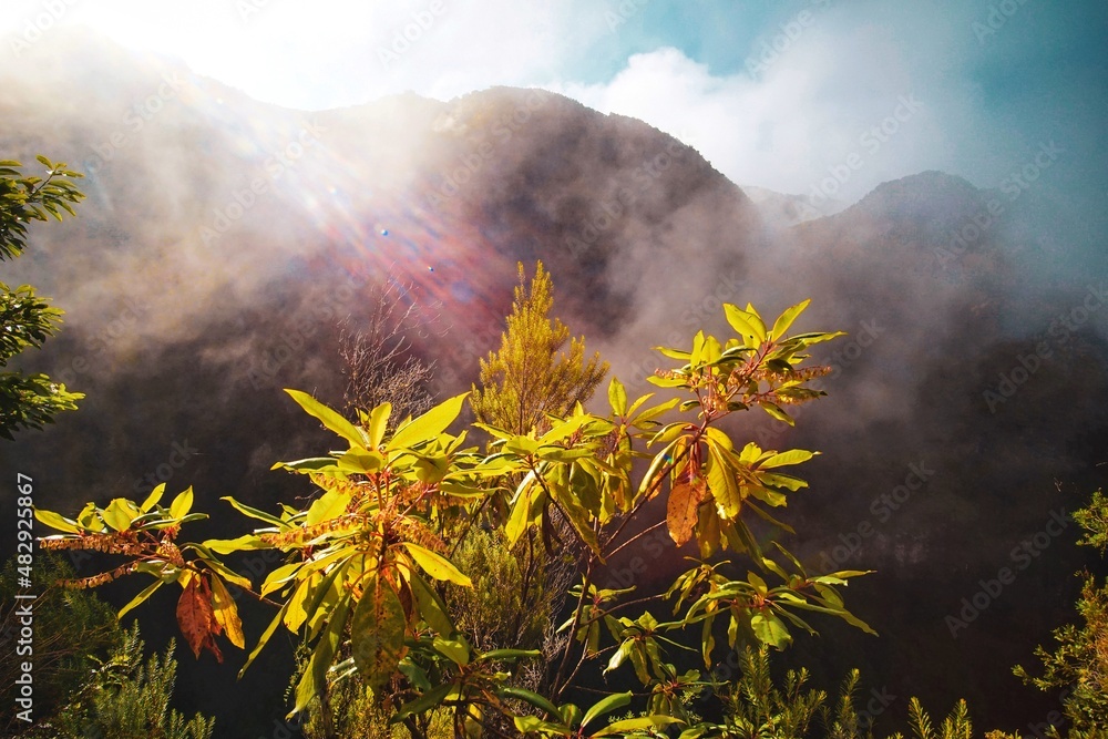 Fototapeta premium nature from madeira island portugal 