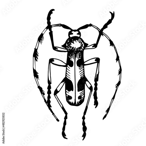 Alpine barbel or alpine lumberjack beetle, line vector drawingvector drawing, line vector drawing. Naturalness of nature, beautiful beetle, ecology. White and black colors background