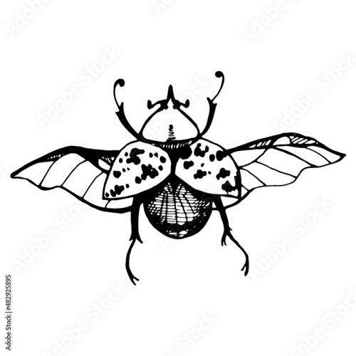 Print Vector with hand drawn Giraffe beetle. Naturalness of nature, beautiful beetle, ecology. Naturalness of nature, beautiful beetle, ecology. White and black colors background photo