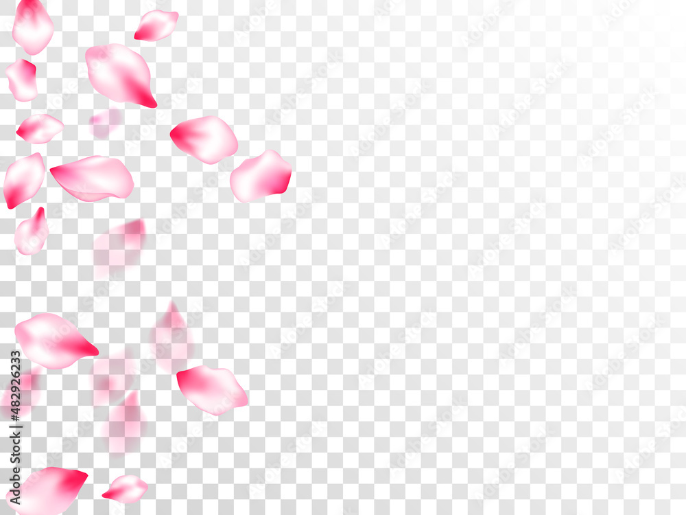 Japanese cherry blossom pink flying petals Japanese cherry blossom pink flying petals
