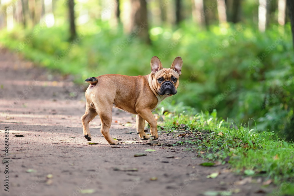 Clever obedient dog of french bulldog breed is waiting for owner while walking at nature in park