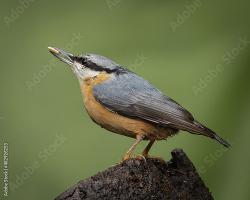 Portrait of a European nuthatch with a seed in my garden in Burcot, Bromsgrove, Worcestershire photo