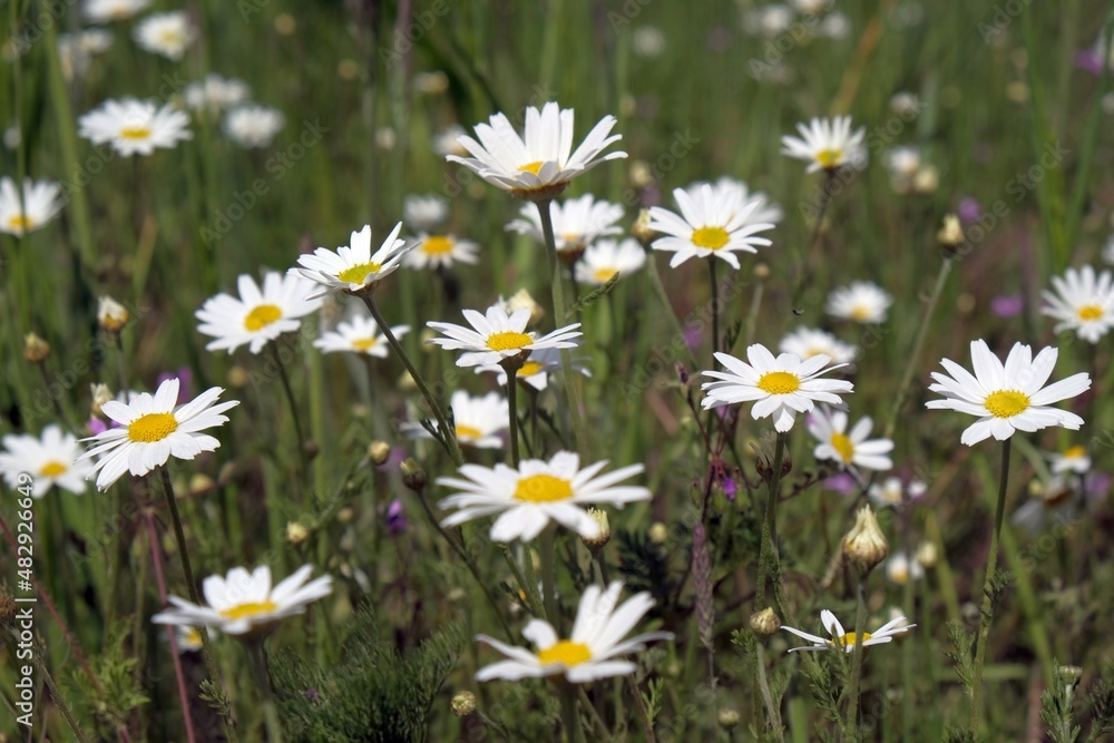 Fototapeta premium A lot of white flowers of Leucanthemum vulgare (ox-eye daisy, oxeye daisy, dog daisy, marguerite) on meadow.