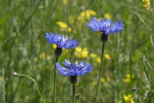 Close up of group of purple flowers of Centaurea cyanus, commonly known as cornflower or bachelor's button on green field. Ti is medicinal, ornamental and honey plant.