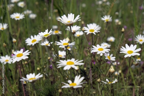 A lot of white flowers of Leucanthemum vulgare (ox-eye daisy, oxeye daisy, dog daisy, marguerite) on meadow.