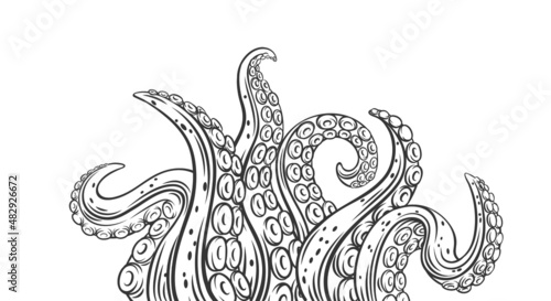 Octopus tentacles outline banner. Drawn monochrome limbs of the sea monster kraken. Vector illustration of sea octopus twisted tentacles with sucker