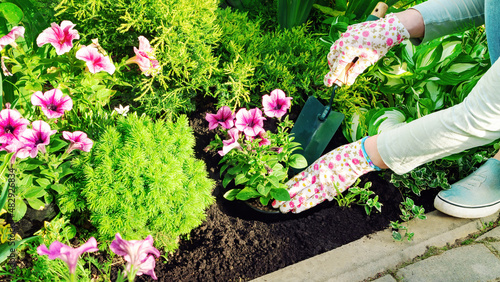 Fototapeta Naklejka Na Ścianę i Meble -  The gardener planting flowers with hand trowel in black soil in a flower bed. Planting seedlings of annual flowers. A pink petunia is planted in a hole in a flower bed with a spatula.