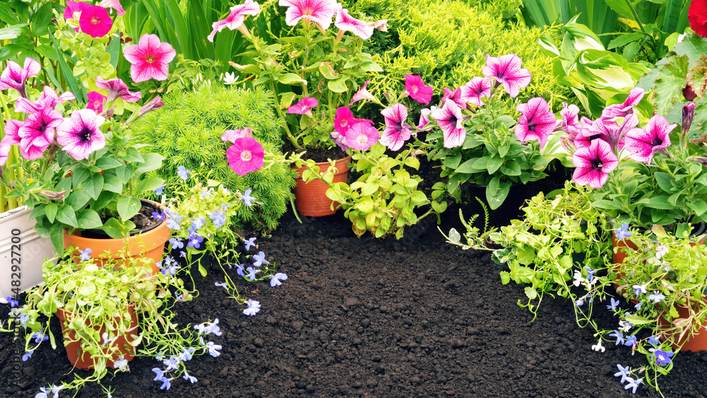 Blooming potted plants on black soil background in garden banner with copy space. Petunias and lobelias in a flower bed surrounded by conifers and hostas. Transplanting plants into the ground.