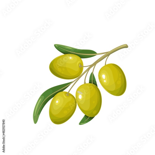 Green olives with leaves. Vector illustration of olive branch with four olives