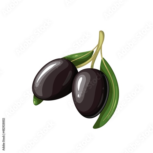 Black olives with leaves. Vector illustration of olive branch with two olives