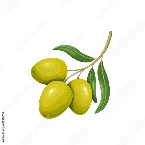 Green olives with leaves. Vector illustration of olive branch with three olives
