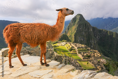 Llama standing at Machu Picchu overlook in Peru