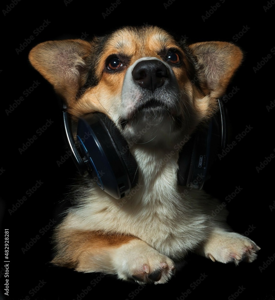 Pies rasy corgi z dużymi słuchawkami i wzmacniaczem na czarnym tle - obrazy, fototapety, plakaty 