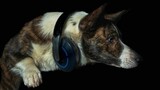 Pies rasy corgi z dużymi słuchawkami i wzmacniaczem na czarnym tle