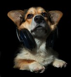Pies rasy corgi z dużymi słuchawkami i wzmacniaczem na czarnym tle