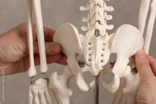 Pure posture correction, uneven hips. Doctor and skeleton model close up photo